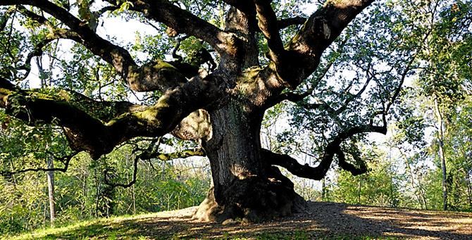 In Aspromonte una delle cinque querce più vecchie del pianeta: ha 560 anni
