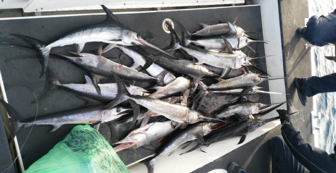 Pesce spada pescato illegalmente. Sequestrati 30 piccoli esemplari