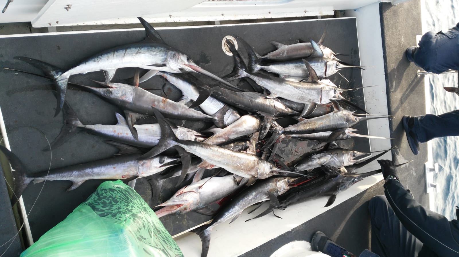 Pesce spada pescato illegalmente. Sequestrati 30 piccoli esemplari
