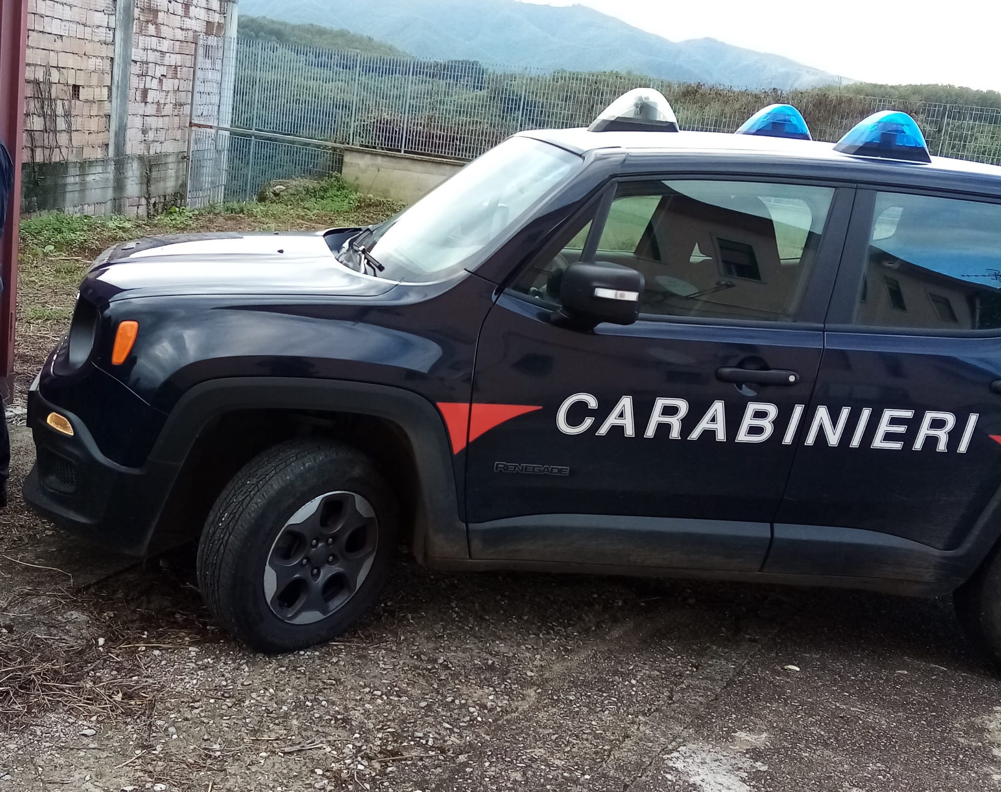 Ardore, i carabinieri scoprono allevamento di suini irregolare