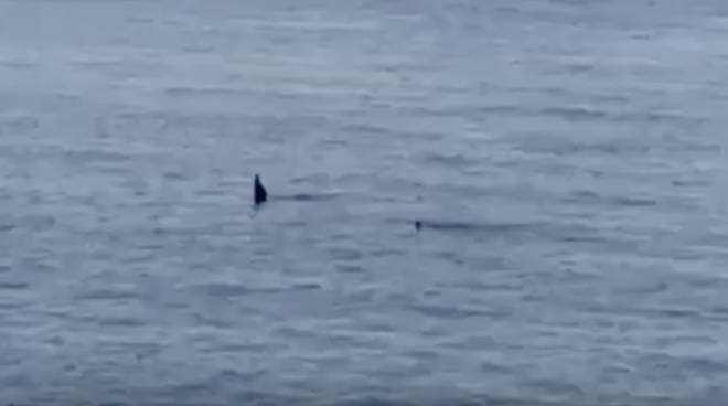 Tre orche avvistate nello Stretto di Messina, forse sono quelle di Genova