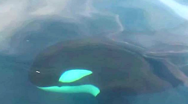 Le orche di Genova avvistate in direzione di Scilla