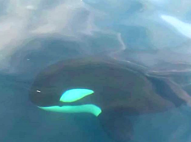 Le orche di Genova avvistate in direzione di Scilla