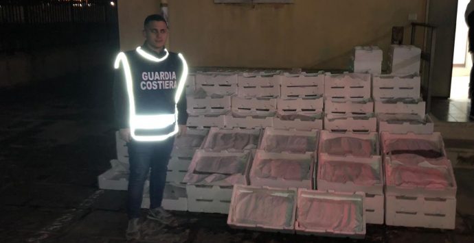 Operazione “Nannata”, sequestrati più di 1000 kg di novellame di sarda