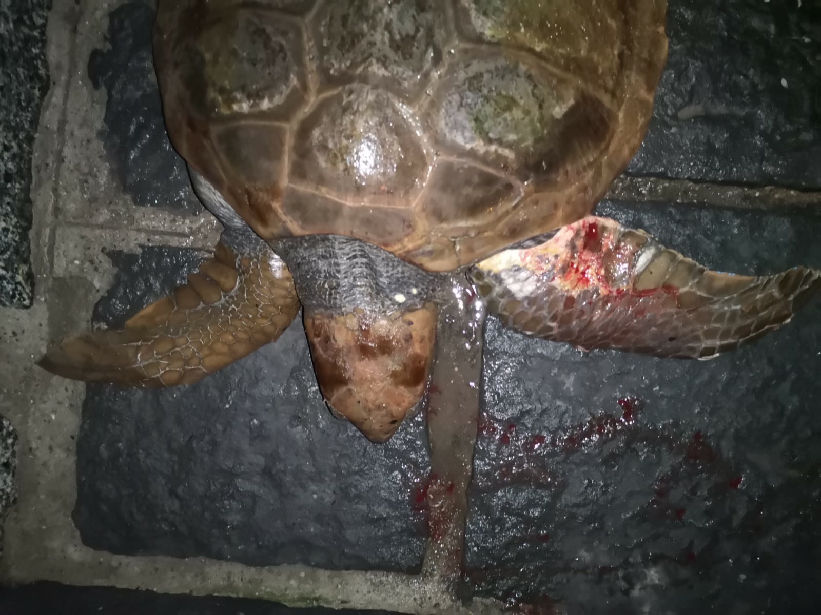 Una tartaruga ferita è stata messa in salvo al porto di Scilla
