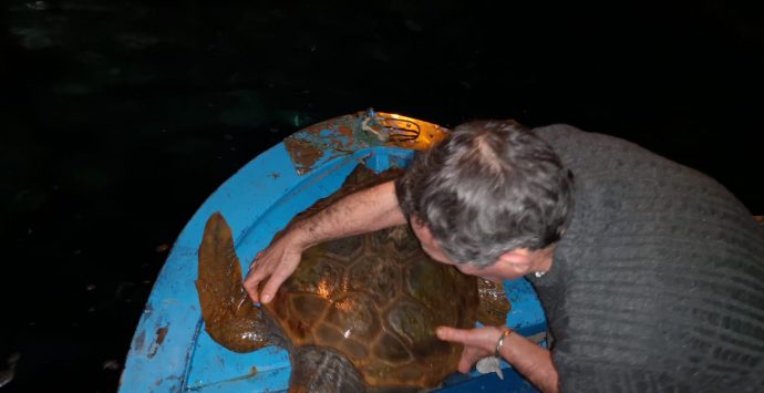 Una tartaruga ferita è stata messa in salvo al porto di Scilla