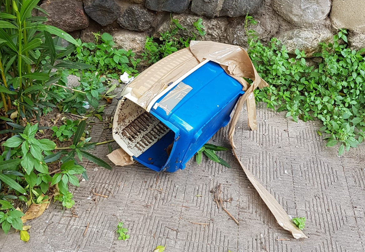 Orrore a Reggio, gatto bruciato vivo in un trasportino