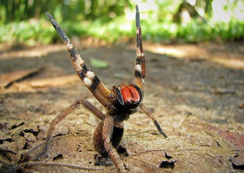 Dal Brasile a Gioia Tauro il ragno che stimola l’erezione. Ma può essere letale