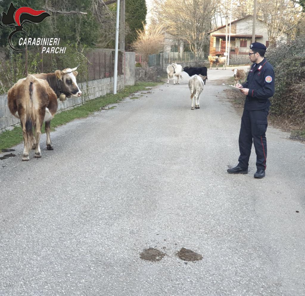 Controlli zootecnici nel parco dell’Aspromonte, sanzioni per 7mila euro