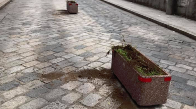 Polistena, vandalizzate nella notte le piante di via Trieste. Lo sdegno del sindaco