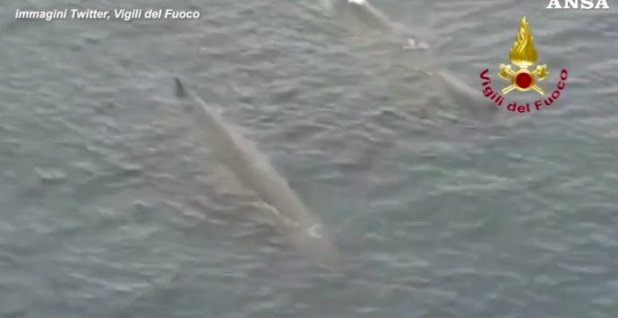 Coppia di balene attraversa lo Stretto. Lo spettacolo ripreso dai Vigili del Fuoco