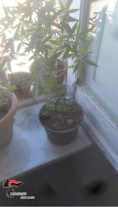 Gioiosa ionica, coltivava marijuana in terrazza: 55enne in manette