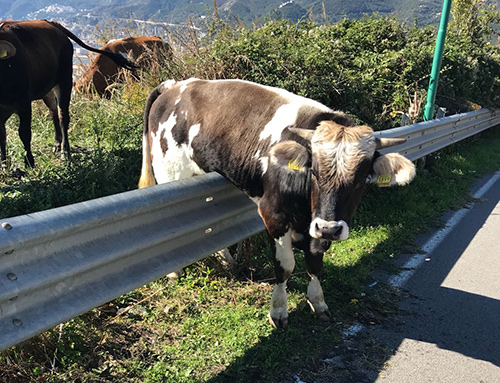 Focus ‘ndrangheta, task force in atto contro il fenomeno illegale dei bovini vaganti