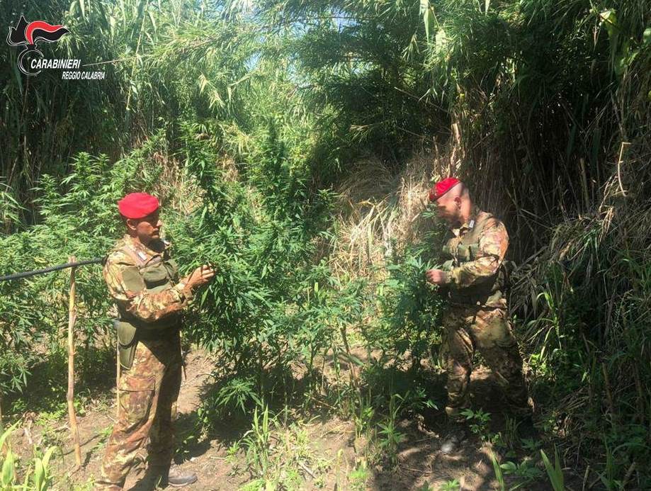 Arrestato il pastore divenuto coltivatore di marijuana sull’altopiano della Limina