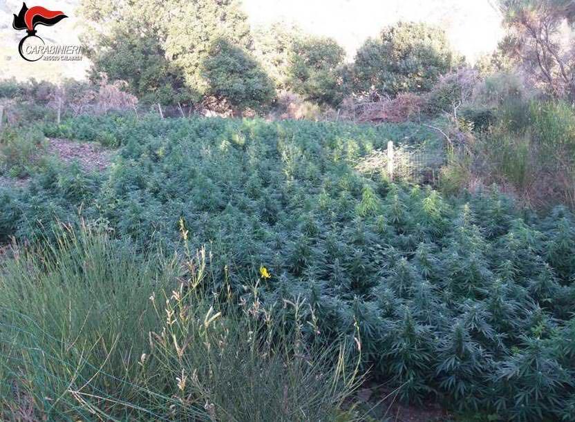 Vallata del Torbido, rinvenute 2000 piante di marijuana in area impervia