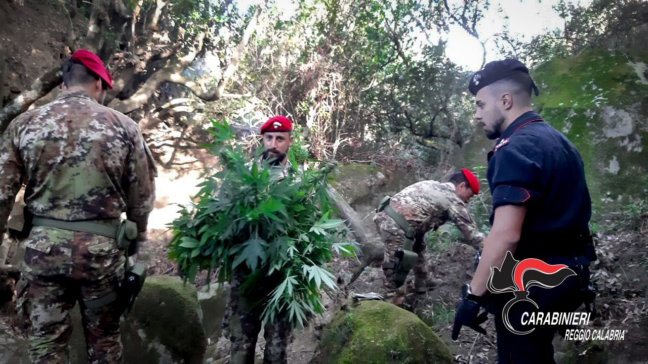 Droga a San Luca, i carabinieri scoprono altre due piantagioni