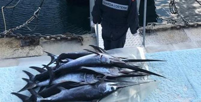 Reggio Calabria, sequestrati oltre cento piccoli esemplari di pesce spada