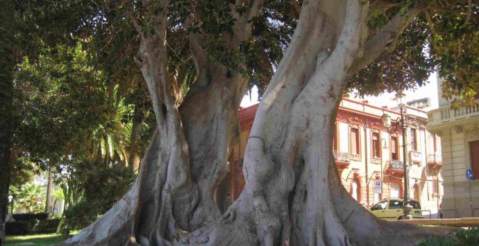 Reggio, Merenda: «Non stiamo abbattendo alberi. In arrivo il piano di Gestione del Verde Urbano»