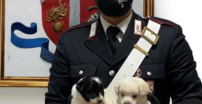 Gioia Tauro, i carabinieri salvano quattro cuccioli abbandonati tra i rifiuti