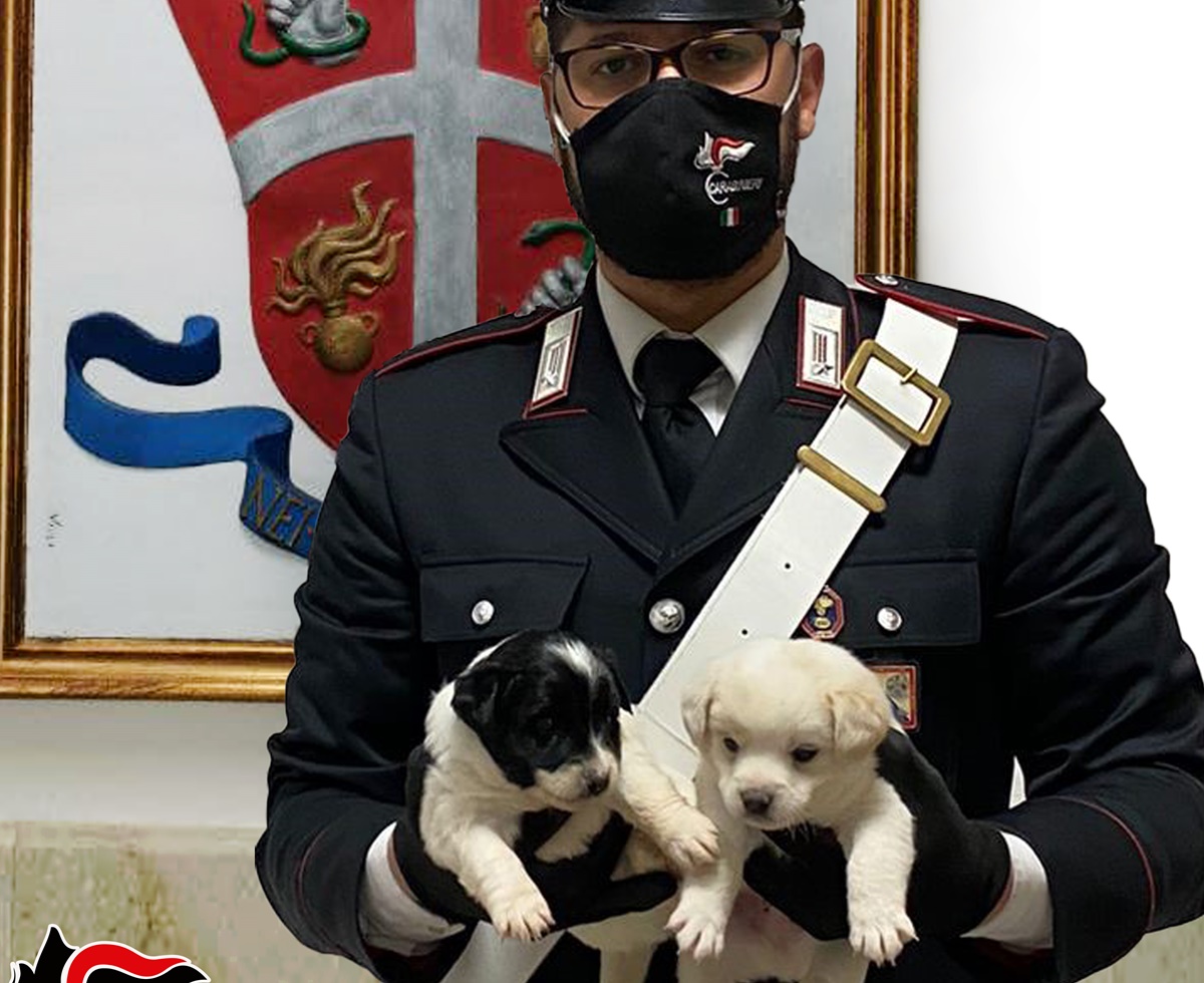 Gioia Tauro, i carabinieri salvano quattro cuccioli abbandonati tra i rifiuti
