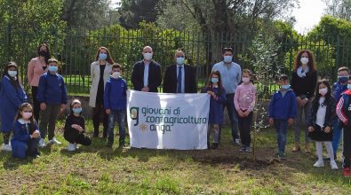 Taurianova, l’Anga pianta alberi di ulivo negli spazi verdi delle scuole