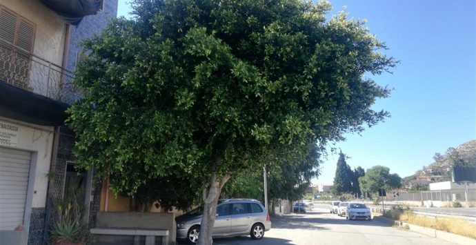 Alberi pericolanti a Lazzaro, Ancadic: «Urge una sistemazione»