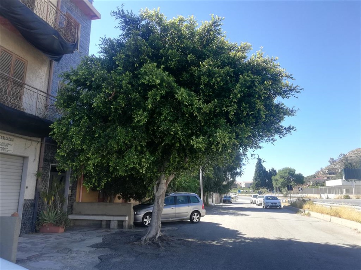 Alberi pericolanti a Lazzaro, Ancadic: «Urge una sistemazione»