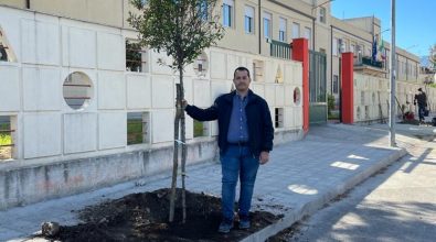 Taurianova, piantati 9 alberi per abbellire il Viale della Pace