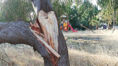 Lazzaro, crolla un albero nell’area ludico ricreativa. Ancadic: «Tragedia evitata per puro caso»
