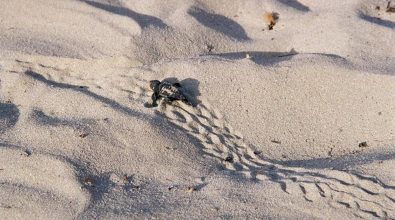 Monasterace, tartaruga “Caretta Caretta” depone le uova in un tratto di spiaggia libera