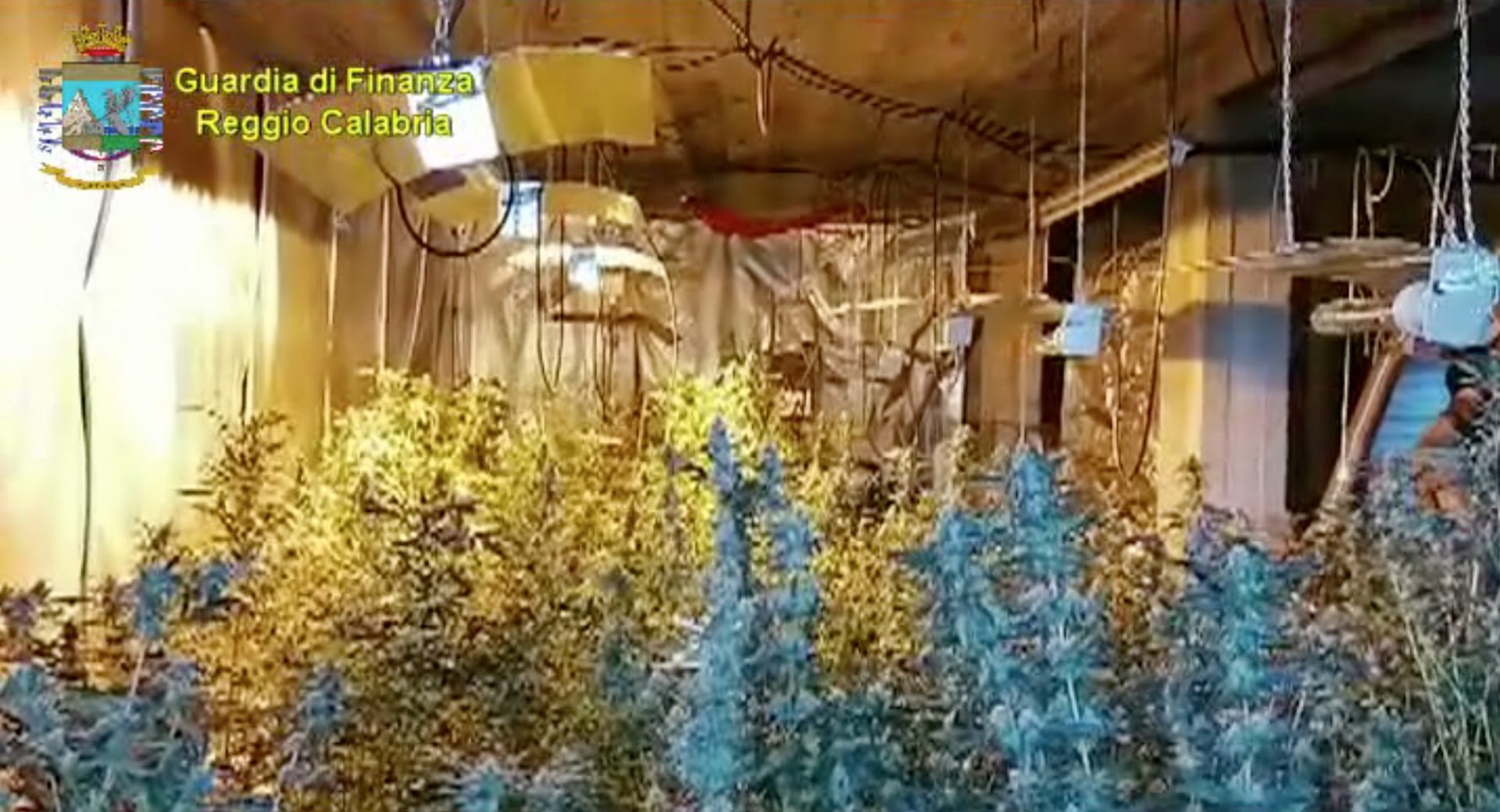Siderno, coltivava cannabis in garage: arrestato