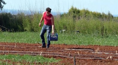 In Calabria lavoro nei campi vietato nei giorni troppo caldi: l’ordinanza di Spirlì