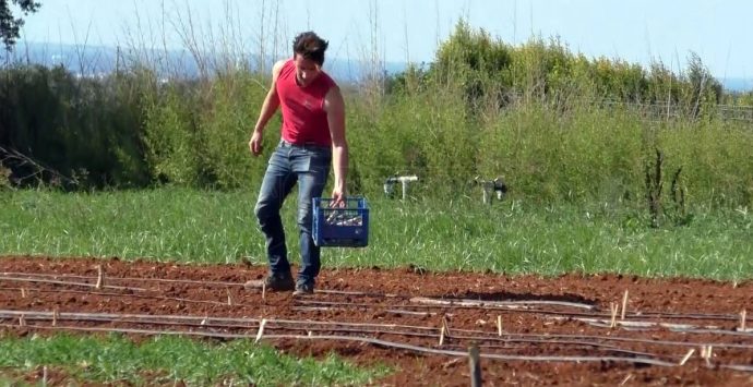 A Reggio Calabria opportunità di lavoro in agricoltura, Timac Agro Italia cerca agronomi