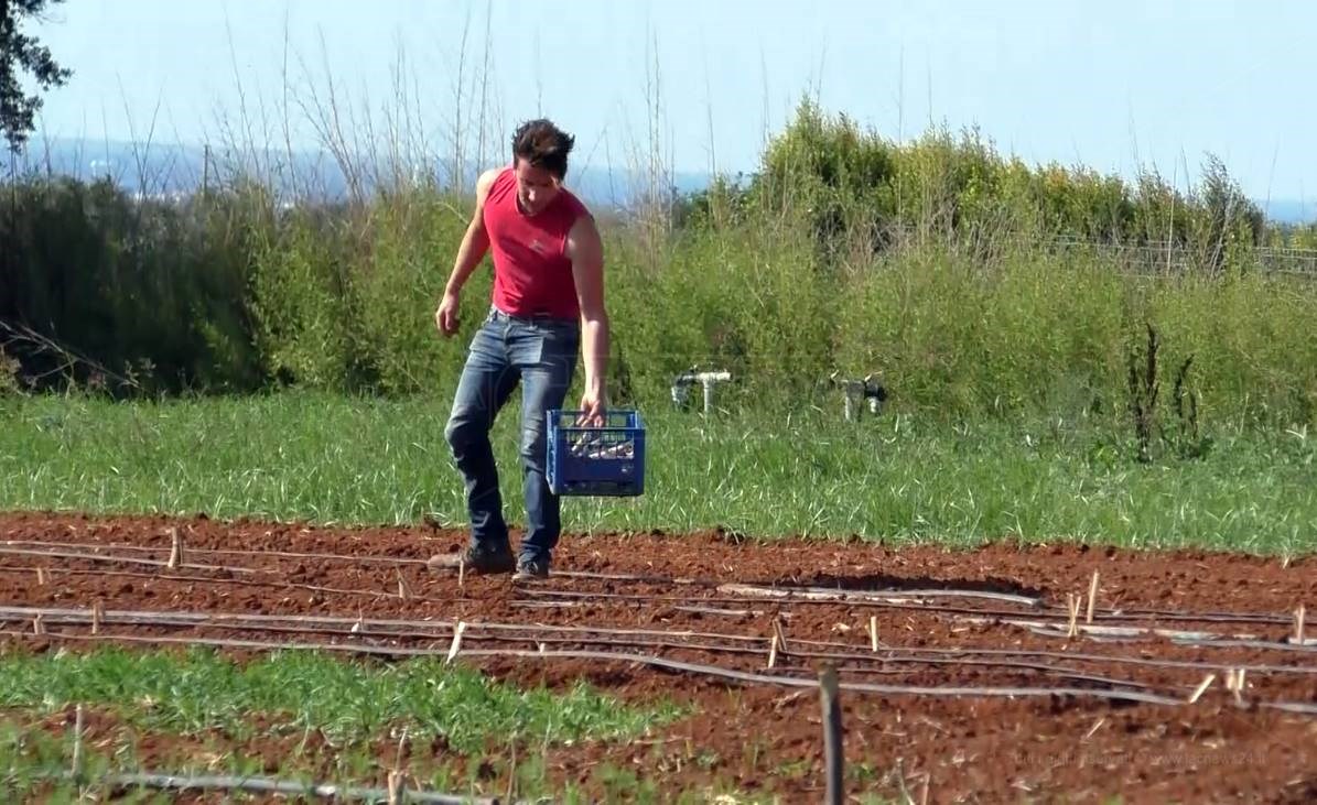 In Calabria lavoro nei campi vietato nei giorni troppo caldi: l’ordinanza di Spirlì