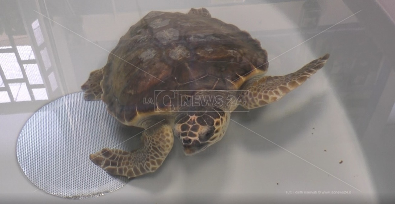 A Brancaleone l’ospedale delle tartarughe marine che dal 2006 ha salvato oltre 700 Caretta Caretta