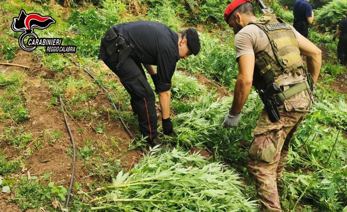 Taurianova, tra i boschi della “Limina” sequestrate 1229 piante di marijuana