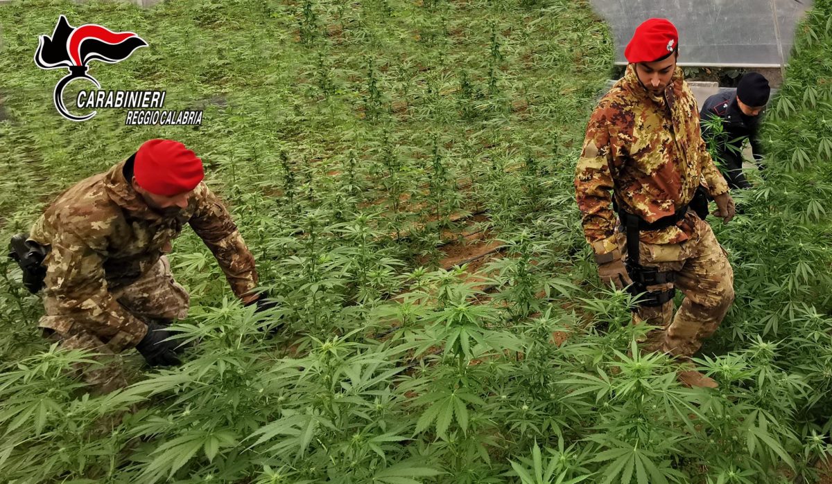 Roghudi, scoperti dai  carabinieri piantagione di marijuana e un essiccatoio