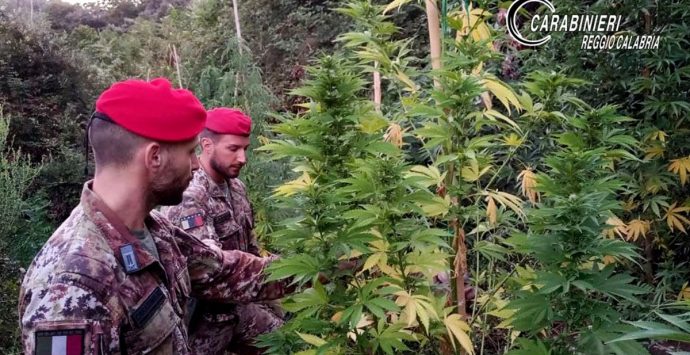 Cosoleto, i carabinieri sequestrano 100 piante di marijuana