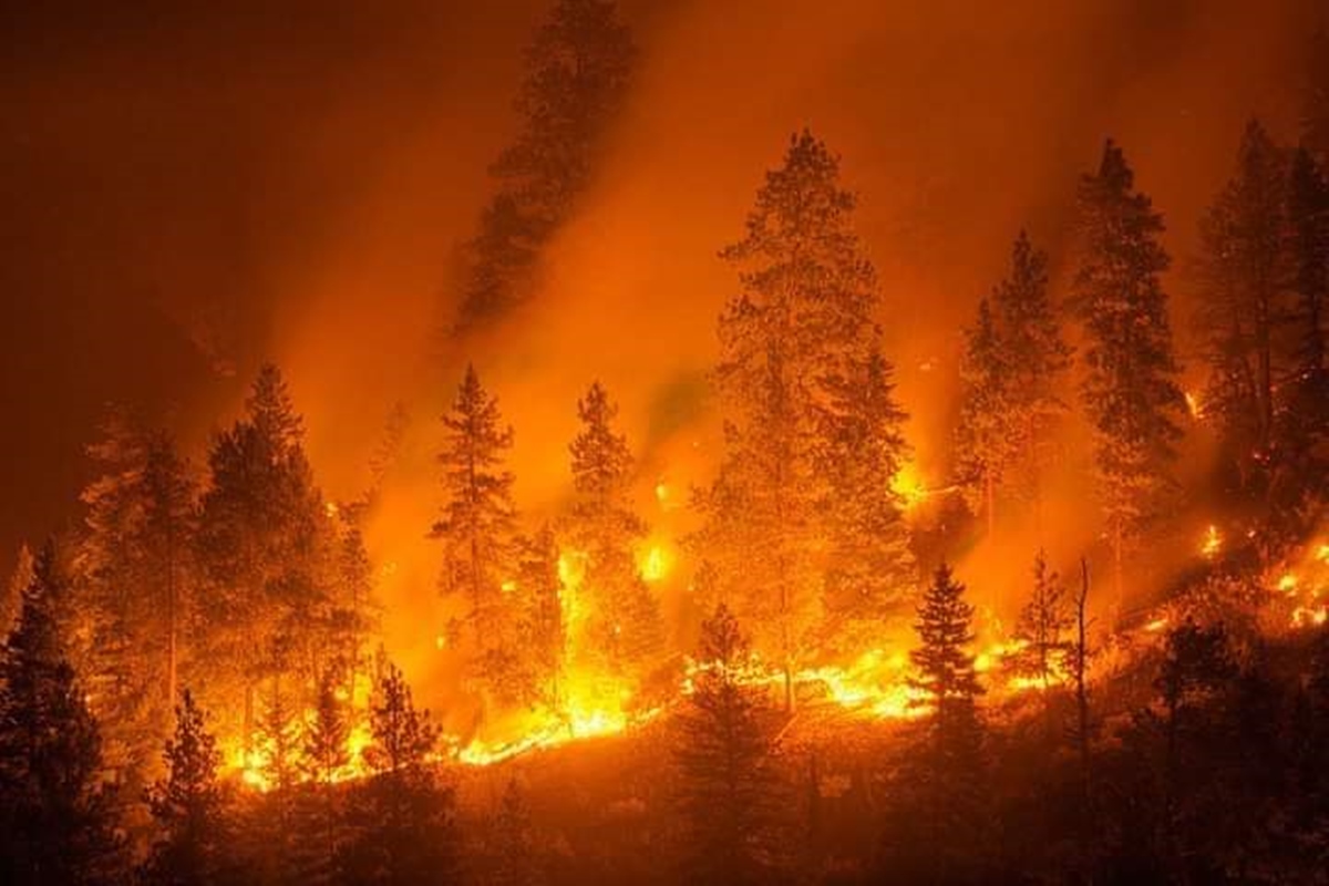 Incendi boschivi, 4mila dipendenti a Calabria Verde non bastano: «Ce ne vogliono altri 1.500»
