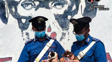 Carabinieri salvano sette cuccioli: denunciato 23enne per abbandono di animali