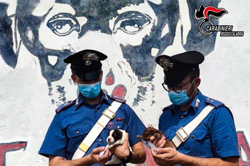 Carabinieri salvano sette cuccioli: denunciato 23enne per abbandono di animali