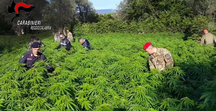 Roccella Ionica, scoperte nel territorio montano duecento piante di cannabis
