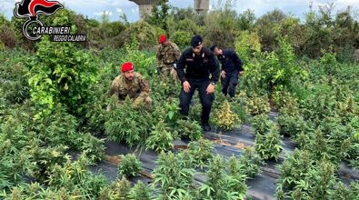 Rizziconi, i carabinieri sequestrano 2500 piante di marjiuana e arrestano 3 persone