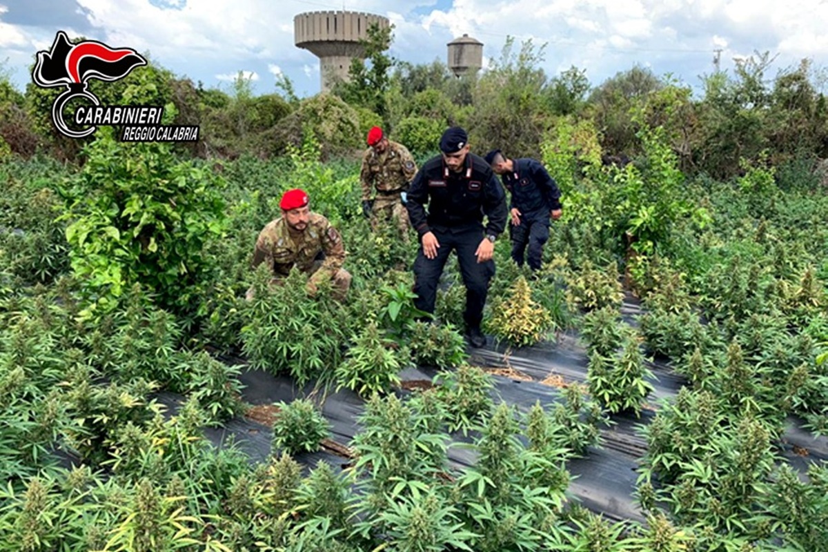Rizziconi, i carabinieri sequestrano 2500 piante di marjiuana e arrestano 3 persone