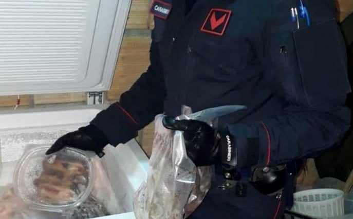 Delianuova, tre arresti per produzione di stupefacenti e cattura di animali di specie protetta