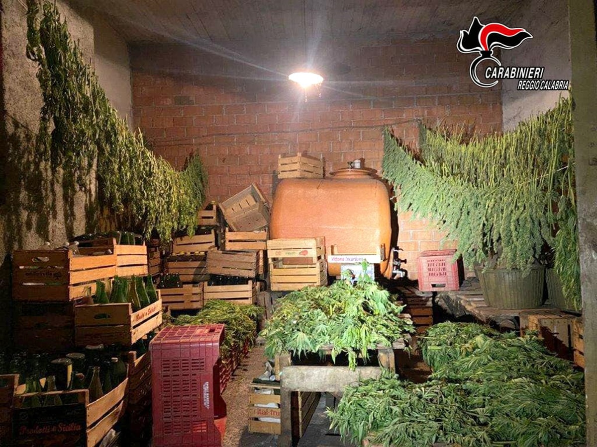 Taurianova, coltivavano Canapa sativa legale ma  raccoglievano “erba” illegale: denunciati