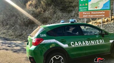 Caccia illegale nel Parco d’Aspromonte: la Forestale denuncia un 35enne