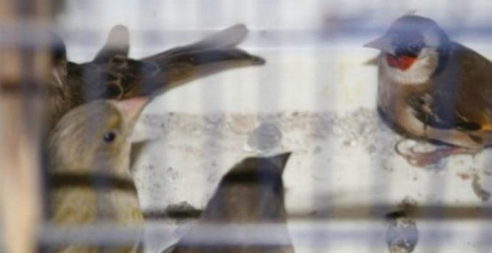 Gioia Tauro, dieci cardellini di specie protetta liberati dai carabinieri