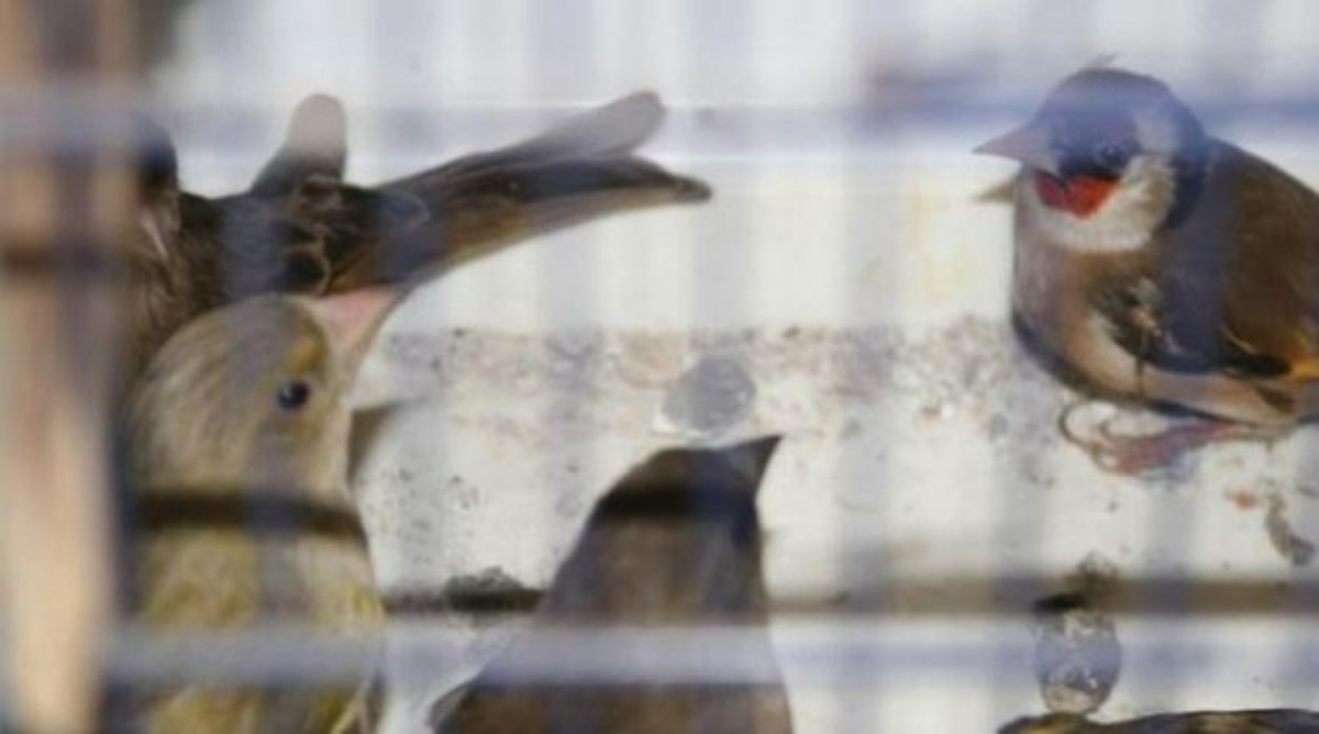 Gioia Tauro, dieci cardellini di specie protetta liberati dai carabinieri