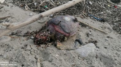 Catona, rinvenuto morto un esemplare di tartaruga Caretta caretta